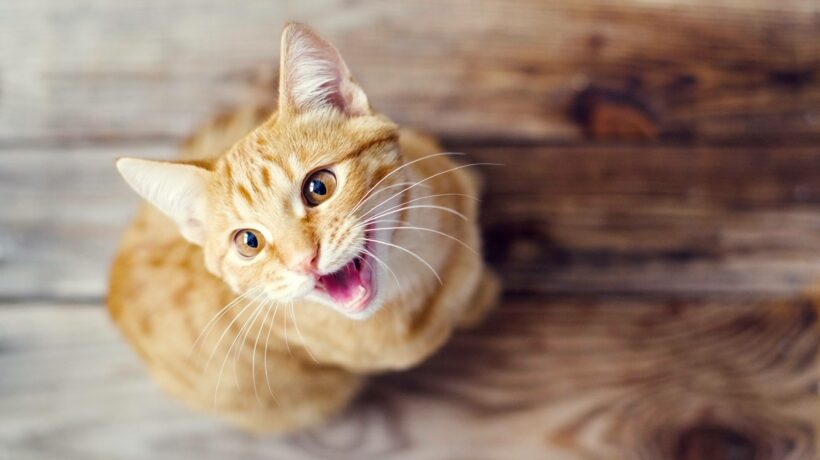 Beautiful red kitten on a wooden surface close up, top view