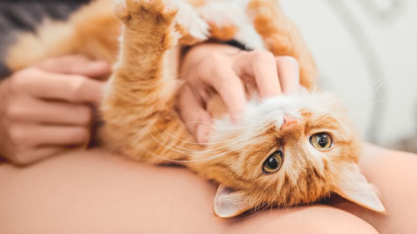 Woman strokes belly of cute ginger cat on her knees. Fluffy pet. Cat lover.