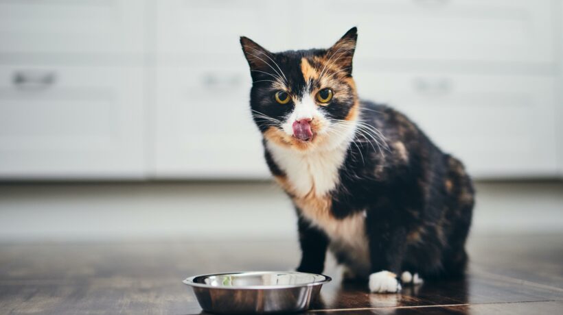 Hungry cat at home kitchen