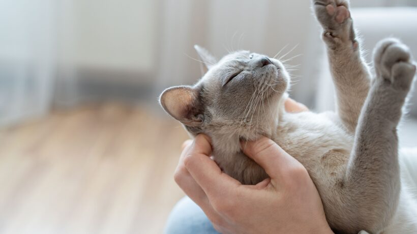 The relationship between a cat and a person. The girl's hands ca