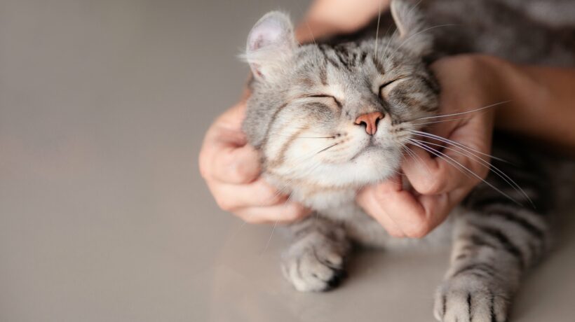 happy cat lovely comfortable sleeping by the woman stroking hand grip at . love to animals concept .