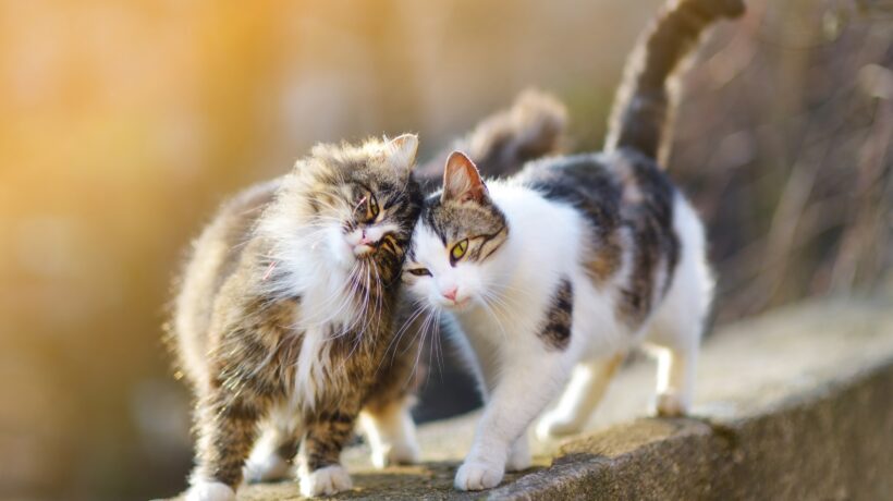 Two friendly cats