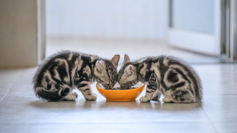 The cute kitten is eating.