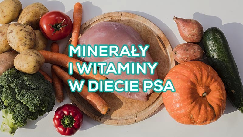 Minerały i witaminy dla psa potrzebne do utrzymania pełni zdrowia