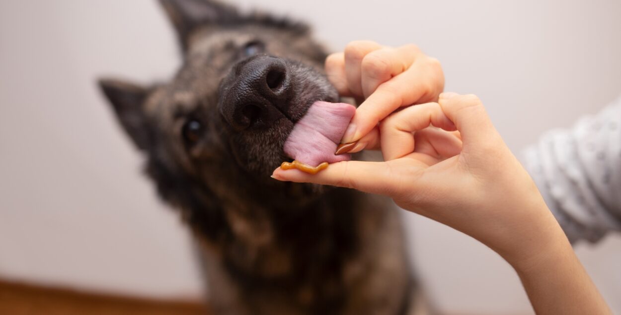 Probiotyk dla psa i kota – kiedy podawać i jak wspierać florę jelitową pupila? 
